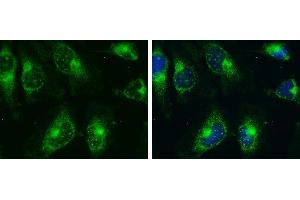 ICC/IF Image AMPK alpha 2 antibody detects AMPK alpha 2 protein at cytoplasm and nucleus by immunofluorescent analysis. (PRKAA2 anticorps  (Center))