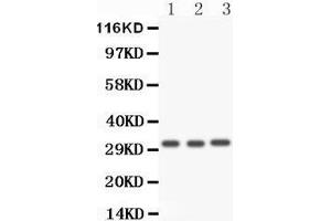 Anti- Caspase3 antibody, Western blotting All lanes: Anti Caspase3  at 0.
