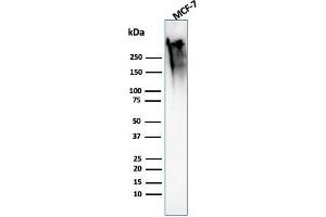 Western Blot Analysis of MCF-7 cell lysate using MUC1 Rabbit Recombinant Monoclonal Antibody (MUC1/2818R).