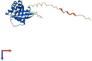 AlphaFold protein structure predicition of Human Recombinant RAB6B Protein, UniprotID Q9NRW1