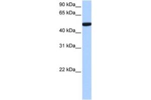 Western Blotting (WB) image for anti-Chromosome 1 Open Reading Frame 55 (C1orf55) antibody (ABIN2463541) (C1orf55 anticorps)