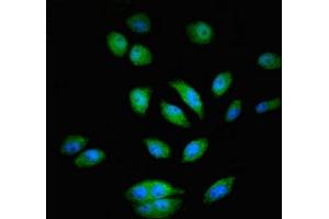 Immunofluorescent analysis of A549 cells using ABIN7166444 at dilution of 1:100 and Alexa Fluor 488-congugated AffiniPure Goat Anti-Rabbit IgG(H+L)