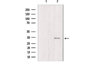Western blot analysis of extracts from mouse brain, using ATPG Antibody. (ATP5C1 anticorps  (Internal Region))