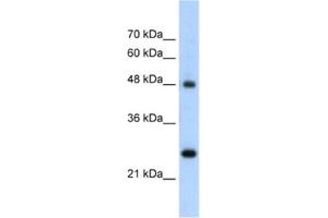 Western Blotting (WB) image for anti-Chromogranin A (CHGA) antibody (ABIN2462501) (Chromogranin A anticorps)