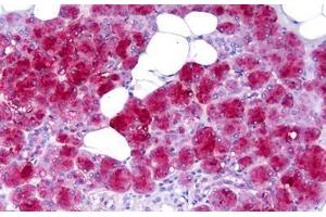 Anti-AMY1A / Salivary Amylase antibody IHC staining of human salivary gland.