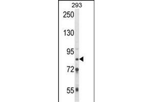 Western blot analysis of TARSL2 Antibody (C-term) (ABIN652596 and ABIN2842400) in 293 cell line lysates (35 μg/lane). (TARSL2 anticorps  (C-Term))