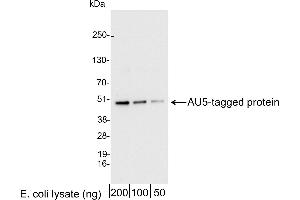 anti-AU5 Epitope Tag (TDFYLK) antibody