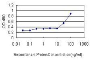 Detection limit for recombinant GST tagged RUNX2 is approximately 0. (RUNX2 anticorps  (AA 251-350))