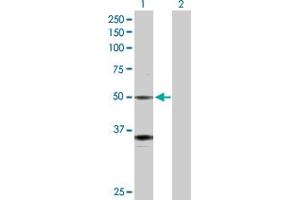 Western Blot analysis of GATA2 expression in transfected 293T cell line by GATA2 MaxPab polyclonal antibody.