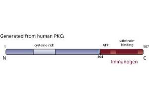 Image no. 3 for anti-Protein Kinase C, iota (PRKCI) (AA 404-587) antibody (ABIN967795)
