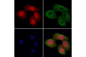 ABIN7094647 and ABIN7098698 staining Hela cells by IF/ICC. (ANAPC7 anticorps  (C-Term))