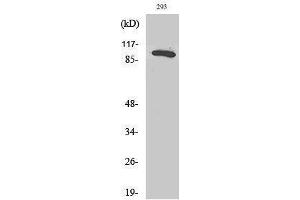 Western Blotting (WB) image for anti-RAB3 GTPase Activating Protein Subunit 1 (Catalytic) (RAB3GAP1) (Internal Region) antibody (ABIN6287304)