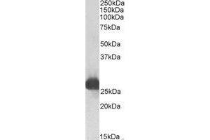 Western Blotting (WB) image for anti-Glutathione S-Transferase alpha 3 (GSTA3) (Internal Region) antibody (ABIN2464551) (GSTA3 anticorps  (Internal Region))