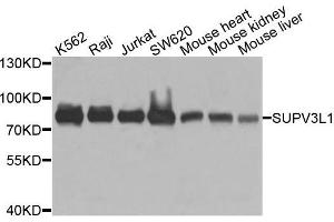 Western blot analysis of extracts of various cells, using SUPV3L1 antibody. (SUPV3L1 anticorps)