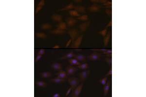 Immunofluorescence analysis of NIH-3T3 cells using ASC/TMS1 Rabbit pAb (ABIN7269756) at dilution of 1:100 (40x lens).
