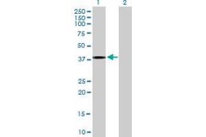 Western Blot analysis of IL4R expression in transfected 293T cell line by IL4R MaxPab polyclonal antibody.