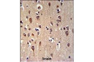 GRPR Antibody (Center) (ABIN653747 and ABIN2843048) IHC analysis in formalin fixed and paraffin embedded brain tissue followed by peroxidase conjugation of the secondary antibody and DAB staining. (GRPR anticorps  (AA 123-152))