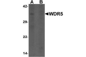 Western blot analysis of WDR5 in 293 cell lysate with WDR5 antibody at 1 ug/ml in (A) the absence and (B) the presence of blocking peptide. (WDR5 anticorps  (N-Term))