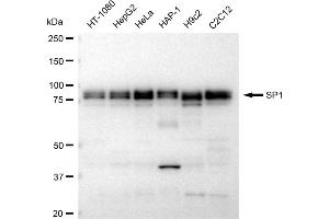 Western blotting analysis using SP1 antibody (ABIN7800414).