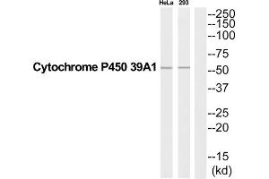 Western Blotting (WB) image for anti-Cytochrome P450, Family 39, Subfamily A, Polypeptide 1 (CYP39A1) (Internal Region) antibody (ABIN1852668) (CYP39A1 anticorps  (Internal Region))