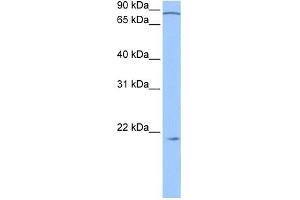 ARPC3 antibody used at 0. (ARPC3 anticorps  (N-Term))