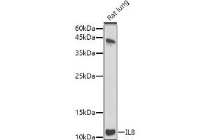 Western blot analysis of extracts of Rat lung, using IL8 antibody (ABIN3016225, ABIN3016226, ABIN3016227 and ABIN6219634) at 1:1000 dilution. (IL-8 anticorps  (AA 21-99))