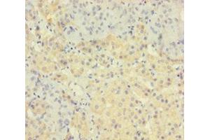 Immunohistochemistry of paraffin-embedded human adrenal gland tissue using ABIN7172672 at dilution of 1:100 (TAF12 anticorps  (AA 1-161))