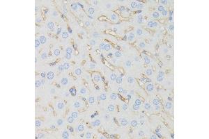 Immunohistochemistry of paraffin-embedded mouse liver using CD225/IFITM1 antibody (ABIN1680390, ABIN3018715, ABIN3018716 and ABIN6220553) at dilution of 1:100 (40x lens). (IFITM1 anticorps  (C-Term))