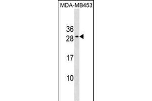 BCL2 Antibody (Center) (ABIN1881107 and ABIN2838645) western blot analysis in MDA-M cell line lysates (35 μg/lane). (Bcl-2 anticorps  (AA 144-171))