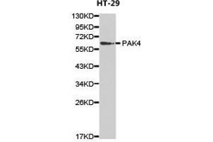 Western Blotting (WB) image for anti-P21-Activated Kinase 4 (PAK4) antibody (ABIN1874028) (PAK4 anticorps)