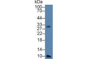 Western blot analysis of Mouse Lung lysate, using Rabbit Anti-Mouse bTG Antibody (3 µg/ml) and HRP-conjugated Goat Anti-Rabbit antibody (abx400043, 0. (beta-Thromboglobulin anticorps  (AA 40-113))