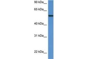 Image no. 1 for anti-Proto-oncogene tyrosine-protein kinase Src (Src) (AA 36-85) antibody (ABIN6742277) (Src anticorps  (AA 36-85))