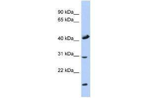 Western Blotting (WB) image for anti-Cytochrome C Oxidase Assembly Homolog 18 (COX18) antibody (ABIN2459950) (COX18 anticorps)
