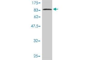 Western Blot detection against Immunogen (84.