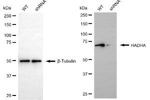 Western blotting analysis using HADHA antibody (ABIN7799011).