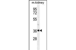 PIH1D2 Antibody (C-term) (ABIN655237 and ABIN2844841) western blot analysis in mouse kidney tissue lysates (35 μg/lane).