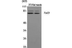 Western Blot (WB) analysis of specific cells using FoxO1 Polyclonal Antibody.