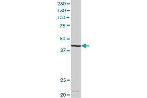 DHDH MaxPab polyclonal antibody.