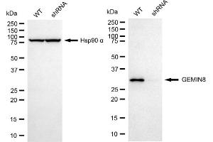 Western blotting analysis using GEMIN8 antibody (ABIN7798704). (GEMIN8 anticorps)