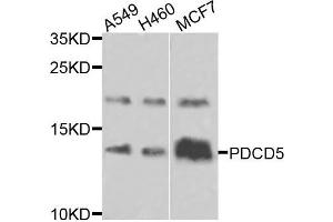 Western blot analysis of extracts of various cells, using PDCD5 antibody. (PDCD5 anticorps)