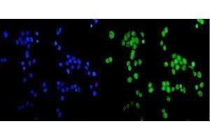 IF analysis of CCDC36 using anti-CCDC36 antibody (ABIN6719645). (CCDC36 anticorps  (AA 172-472))