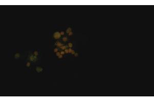 Immunocytochemistry staining of PCNA in PHA-stimulated lymphocytes using mouse monoclonal antibody PC10 (diluted 1:400), detected with GAM IgG-Alexa Fluor488 (diluted 1:200), DNA stained with propidium iodide.