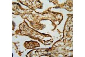 Immunohistochemistry analysis in human placenta tissue (Formalin-fixed, Paraffin-embedded) using MPP1 Antibody , followed by peroxidase conjugated secondary antibody and DAB staining.