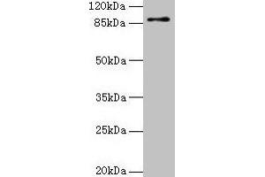 Western blot All lanes: RNF10 antibody at 4 μg/mL + Mouse brain tissue Secondary Goat polyclonal to rabbit IgG at 1/10000 dilution Predicted band size: 90, 91 kDa Observed band size: 90 kDa (RING1 anticorps  (AA 401-630))