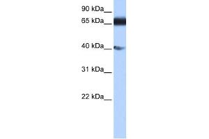 WB Suggested Anti-DKFZp686E2433 Antibody Titration:  0. (ZNF879 anticorps  (N-Term))