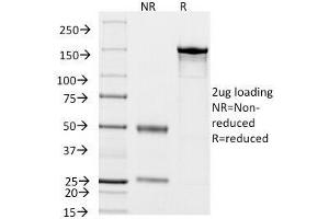 SDS-PAGE Analysis of Purified, BSA-Free Cytokeratin 18 Antibody (clone KRT18/834). (Cytokeratin 18 anticorps)