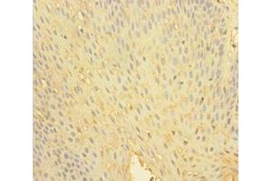 Immunohistochemistry of paraffin-embedded human tonsil tissue using ABIN7174116 at dilution of 1:100 (SHP1 anticorps  (Isoform 2))