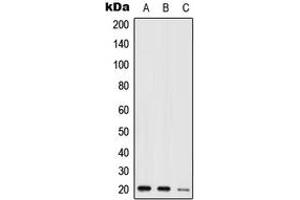 Western blot analysis of NIP7 expression in HEK293T (A), mouse kidney (B), H9C2 (C) whole cell lysates. (NIP7 anticorps  (C-Term))