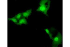Immunofluorescence (IF) image for anti-E3 SUMO-Protein Ligase NSE2 (NSMCE2) antibody (ABIN1499529) (NSMCE2 anticorps)