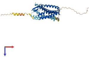 AlphaFold protein structure predicition of Human Recombinant CCR4 Protein, UniprotID P51679